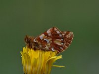 Boloria napaea 6, Bergparelmoervlinder, Saxifraga-Luuk Vermeer