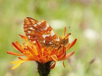 Boloria pales, 4, Herdersparelmoervlinder, on Hieracium aurantiacum, Saxifraga-Kars Veling