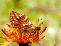 Boloria pales, 5, Herdersparelmoervlinder, on Hieracium aurantiacum, Saxifraga-Kars Veling