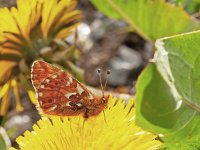 Boloria pales, 6, Herdersparelmoervlinder, on Taraxacum, Saxifraga-Kars Veling