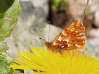 Boloria pales, 7, Herdersparelmoervlinder, on Taraxacum, Saxifraga-Kars Veling