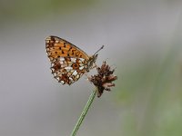 Boloria selene 33, Zilveren maan, Saxifraga-Luuk Vermeer