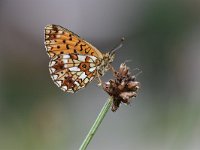 Boloria selene 34, Zilveren maan, Saxifraga-Luuk Vermeer