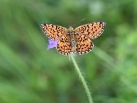 Boloria selene 35, Zilveren maan, Saxifraga-Luuk Vermeer