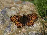 Boloria selene 36, Zilveren Maan Saxifraga-Luuk Vermeer