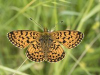 Boloria selene 39 Zilveren maan, Saxifraga-Willem van Kruijsbergen