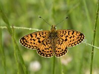 Boloria selene 40, Zilveren maan, Saxifraga-Willem van Kruijsbergen