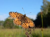 Boloria selene, 44, Zilveren maan, Saxifraga-Kars Veling