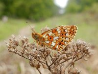 Boloria selene, 50, Zilveren maan, Saxifraga-Kars Veling