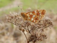 Boloria selene, 51, Zilveren maan, Saxifraga-Kars Veling