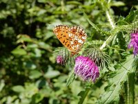 Boloria selene, 52, Zilveren maan, on Cirsium, Saxifraga-Kars Veling