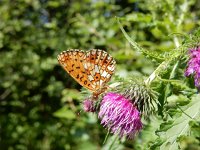 Boloria selene, 53, Zilveren maan, on Cirsium, Saxifraga-Kars Veling