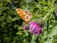 Boloria selene, 54, Zilveren maan, on Cirsium, Saxifraga-Kars Veling