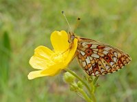 Boloria selene, 56, Zilveren maan, on Ranunculus, Saxifraga-Kars Veling