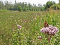 Boloria selene, 61, Zilveren maan, on Eupatorium cannabinum, Korenburgerveen (NL), Saxifraga-Kars Veling