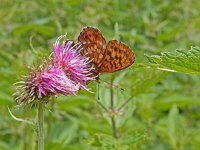 Boloria thore 11, Thor's parelmoervlinder, on Cirsium, Saxifraga-Kars Veling