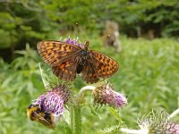 Boloria thore 15, Thor's parelmoervlinder, on Cirsium, Saxifraga-Kars Veling