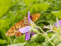 Boloria thore 20, Thor's parelmoervlinder, on Geranium, Saxifraga-Kars Veling