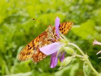 Boloria thore 21, Thor's parelmoervlinder, on Geranium, Saxifraga-Kars Veling