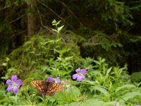 Boloria thore 24, Thor's parelmoervlinder, on Geranium, Saxifraga-Kars Veling