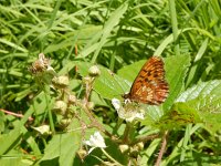 Boloria thore 6, Thor's parelmoervlinder, on Rubus, Saxifraga-Kars Veling