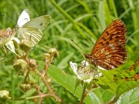 Boloria thore 7, Thor's parelmoervlinder, on Rubus, Saxifraga-Kars Veling