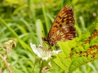 Boloria thore 9, Thor's parelmoervlinder, on Rubus, Saxifraga-Kars Veling