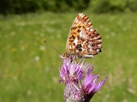 Boloria titania 14, Titania's parelmoervlinder, on Cirsium, Saxifraga-Kars Veling