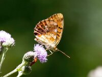 Brenthis daphne 1, Braamparelmoervlinder, Saxifraga-Bart Vastenhouw