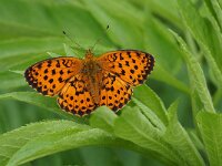 DZEP. BRENTHIS DAPHNE.