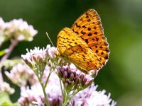 Brenthis daphne 53, Braamparelmoervlinder, Saxifraga-Bart Vastenhouw