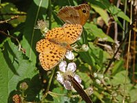 Brenthis daphne, 43, Braamparelmoervlinder, on Rubus, with Maniola jurtina and Aphantopus hyperanthus, Saxifraga-Kars V