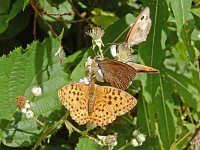 Brenthis daphne, 45, Braamparelmoervlinder, on Rubus, with Maniola jurtina, Pyronia tithonus and Aphantopus hyperanthus