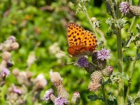 Brenthis daphne, 51, Braamparelmoervlinder, on Cirsium arvense, Saxifraga-Kars Veling