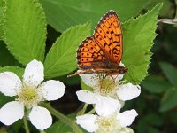 Brenthis hecate 4, Dubbelstipparelmoervlinder, on Rubus, Saxifraga-Kars Veling