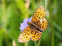 Brenthis ino 57, Purperstreepparelmoervlinder, Saxifraga-Bart Vastenhouw