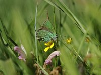 Callophrys rubi 10, Groentje, Saxifraga-Luuk Vermeer