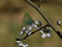 Callophrys rubi 58, Groentje, Saxifraga-Luuk Vermeer