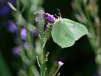 Callophrys rubi 62, Groentje, Saxifraga-Tom Heijnen