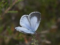 Celastrina argiolus 43, Boomblauwtje, Saxifraga-Willem van Kruijsbergen