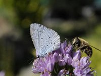 Celastrina argiolus 53, Boomblauwtje, Saxifraga-Luuk Vermeer