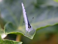 Celastrina argiolus 54, Boomblauwtje, Saxifraga-Tom Heijnen