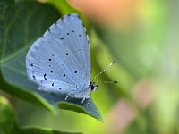 Celastrina argiolus 56, Boomblauwtje, Saxifraga-Tom Heijnen