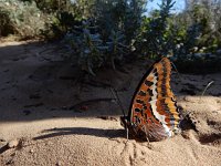 Charaxes jasius 13, Pasja, Saxifraga-Ed Stikvoort