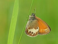 Coenonympha arcania 53, Tweekleurig hooibeestje,  Saxifraga-Mark Zekhuis