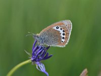 Coenonympha gardetta 11, Alpenhooibeestje, Saxifraga-Luuk Vermeer