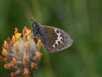 Coenonympha gardetta 12, Alpenhooibeestje, Saxifraga-Luuk Vermeer