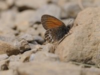 Coenonympha gardetta darwiniana 15, Darwin's hooibeestje, Saxifraga-Luuk Vermeer