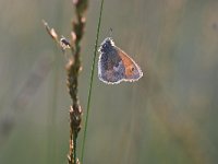 Coenonympha pamphilus 52, Hooibeestje, Saxifraga-Luuk Vermeer