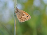 Coenonympha pamphilus 55, Hooibeestje, Saxifraga-Luuk Vermeer